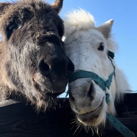 Lesny Zakatek Uroczysko -apartamenty Nowoczesnej Stodoly