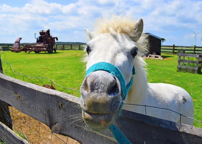 Lesny Zakatek Uroczysko -apartamenty Nowoczesnej Stodoly