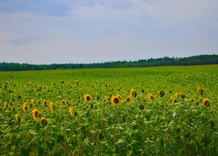 Апартаменты Lesny Zakatek Uroczysko -apartamenty Nowoczesnej Stodoly