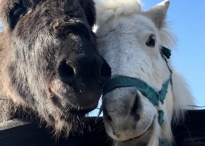 Lesny Zakatek Uroczysko -apartamenty Nowoczesnej Stodoly